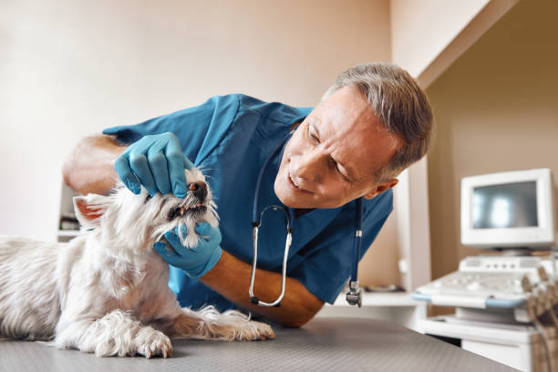 Best Emergency Care for Gum Disease in East Renton Highlands, WA
